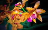 Orchideafarm és fürdőzés PROGRAM ****